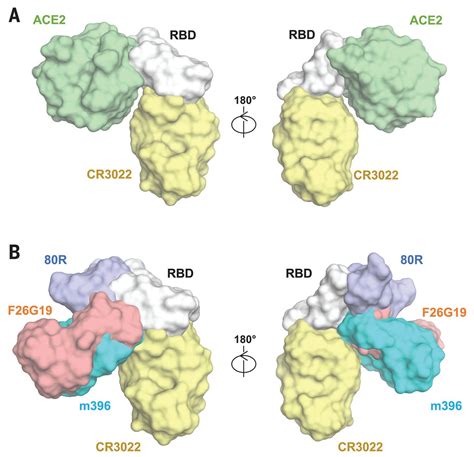 A Highly Conserved Cryptic Epitope In The Receptor Binding Domains Of