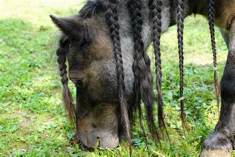 Pony Pferd Schwarz Kostenloses Foto Auf Pixabay