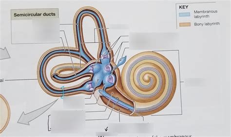 Internal Ear Diagram Quizlet