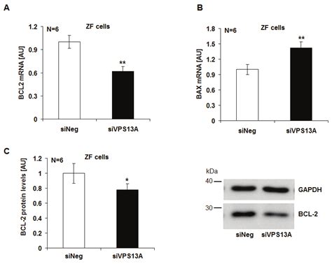 Chorein Sensitive Bcl And Bax Gene Transcription And Protein