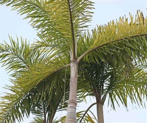 17 Types Of Palm Trees In Australia Yard Work