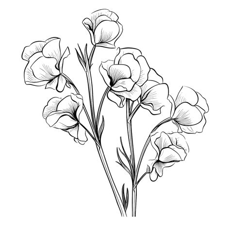 Premium Vector Hand Drawn Sketch Sweet Pea Flower Illustration