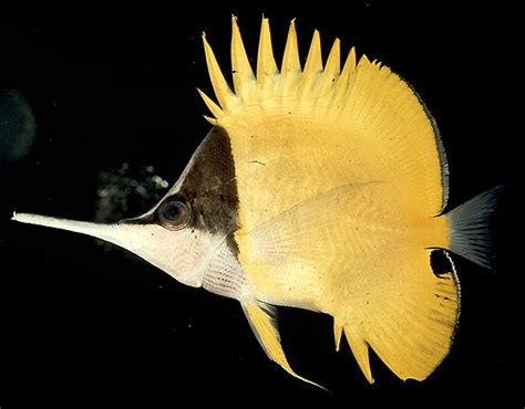 Forcipiger Longirostris Longnose Butterflyfish FishBase