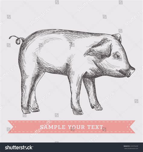 Pig Vector Illustration Stock Vector (Royalty Free) 224376439 ...