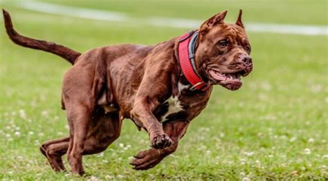 Le Razze Di Cani Pi Pericolose Del