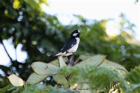 Lined Seedeater Sporophila Lineola Corbatita Overo Flickr