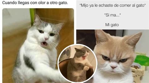 Ideas De Gatitos Enojados Gato Enojado Meme Gato Gatos The Best Porn