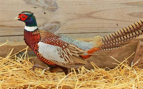 Macfarlane Pheasants Americas Largest Pheasant Farm In 2020