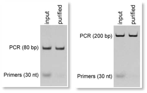 Magnetic Beads Pcr Purification For Pcr Bp