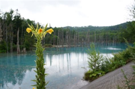 Blue Pond, Hokkaido, Japan | Others