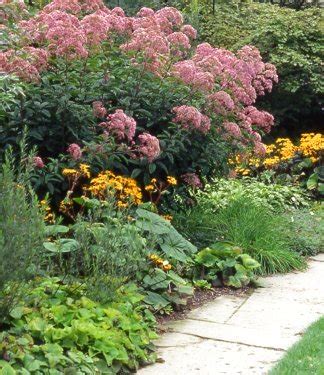 Sadziec D Ty Atropurpureum Eupatorium Atropurpureum