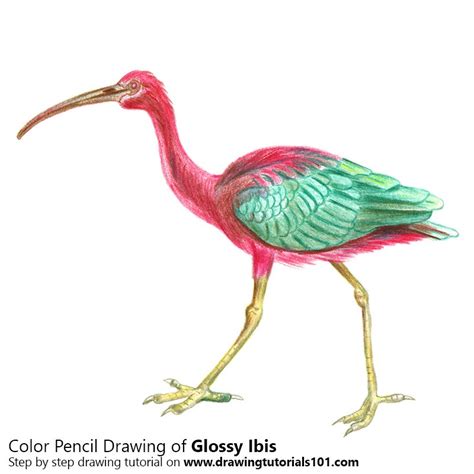 Ibis Drawing at PaintingValley.com | Explore collection of Ibis Drawing