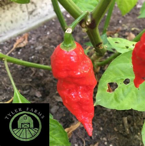 Naga Viper Pepper Seeds | Tyler Farms