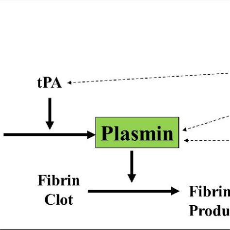 The Coagulation process and its control elements. Solid arrows indicate ...