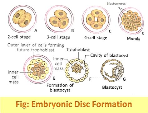 Embryonic Disc Formation in Humans - LifeScienceDirect