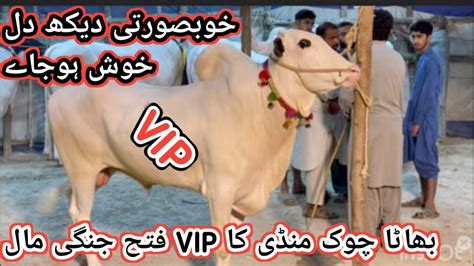 Bhatta Chowk Mandi Ka Vip Fatehjangi Mall Kay Fresh Update Prices Youtube