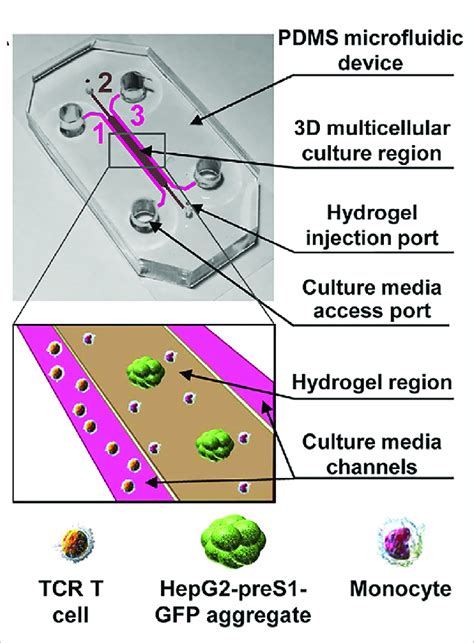 Human Monocytes Were Cultured In Collagen Gels Together With The