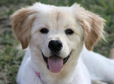 All About Golden Retrievers!: Golden Retriever Mix Puppies