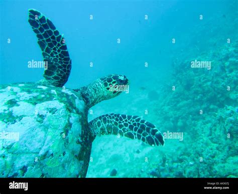 Malindi Marine Park Stock Photo - Alamy