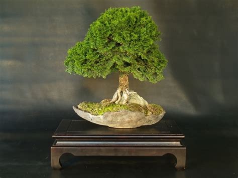 Bonsai Cipresso Attrezzi E Vasi Per Bonsai Come Realizzare Un