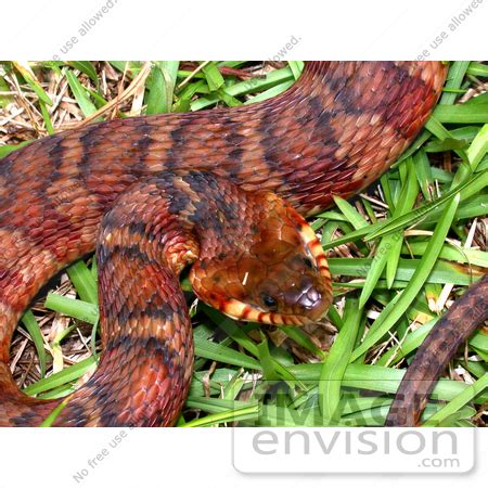 Water moccasin Snake | All about snake pictures