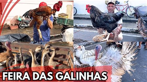 VEJA A FEIRA DAS GALINHAS TRADICIONAL BASTANTE AVÉS EM ARAPIRACA AL