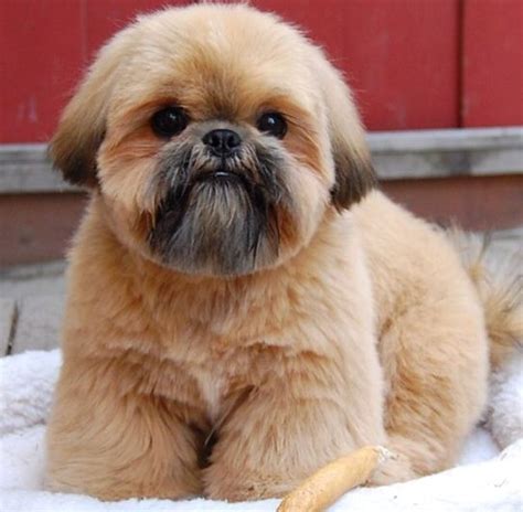 20+ Best Shih Tzu Haircuts Lion Cut - Shih Tzu Haircuts (2025 Guide)