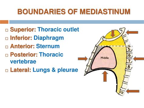 Superior Mediastinum Boundaries