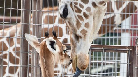 Spotless giraffe name to be announced on NBC Today Show on WCYB