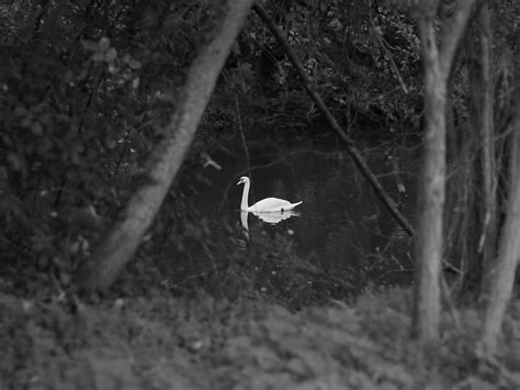 Le Cygne Laetiss P Flickr