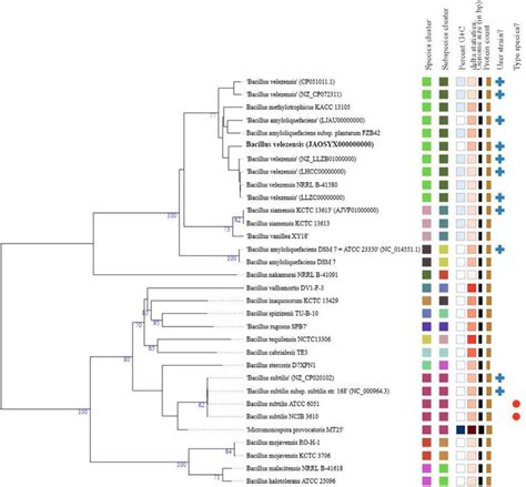 Phylogenomic Tree Of Bacillus Sp Strain CMU008 And Its Closely Related