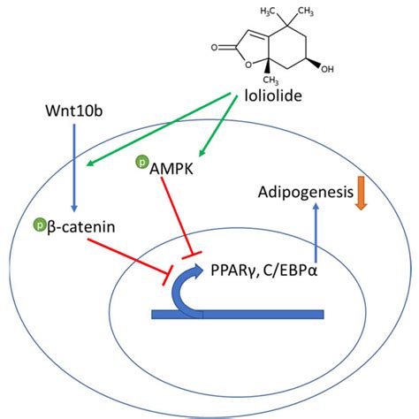 The effect of loliolide treatment on the Wnt β catenin pathway The