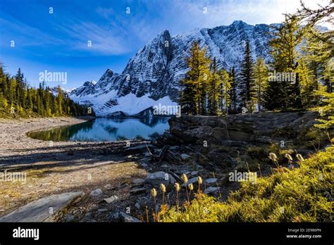 Floe Lake And Floe Peak At Floe Lake Campground With Lyalls Larch