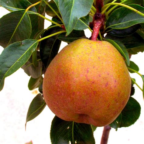 Poirier Nain Garden Gem Pyrus Communis Adapt Aux Petits Espaces