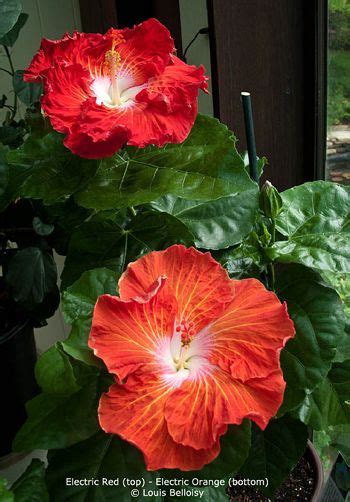 Hidden Valley Hibiscus Worldwide Hibiscus Garden In Connecticut