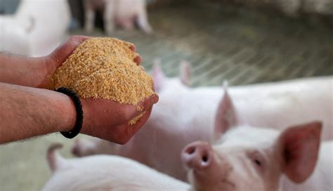 Op Es De Alimento Para Cria O De Su Nos No Nordeste Brasileiro