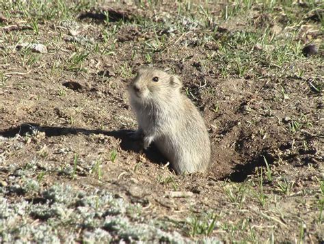 Voles cut down grass to have a better view of predators