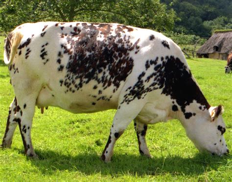 Normande Cattle: Origin, Characteristics, Uses, Photo