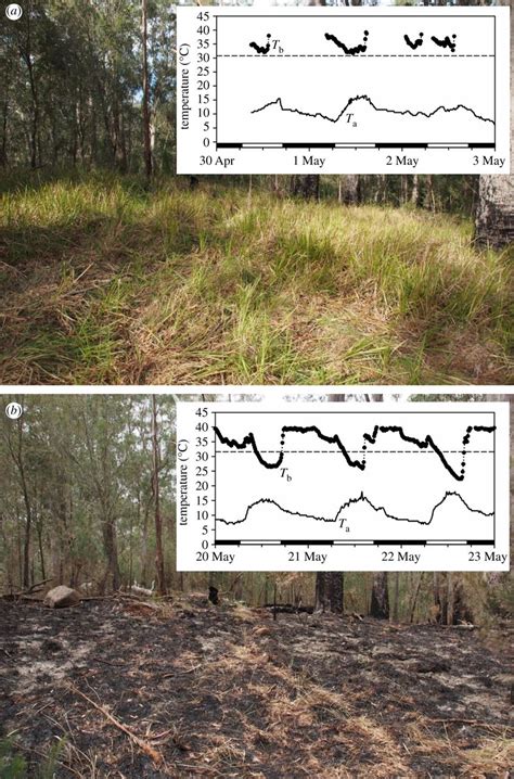 Study shows example of mammal adapting to fires by increasing torpor time