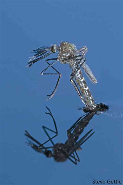 Photographing a Mosquito Hatching - Steve Gettle Nature Photography