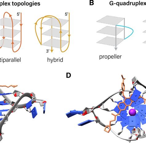 G Quadruplex Topologies Loop Conformations And Example Ligand Binding