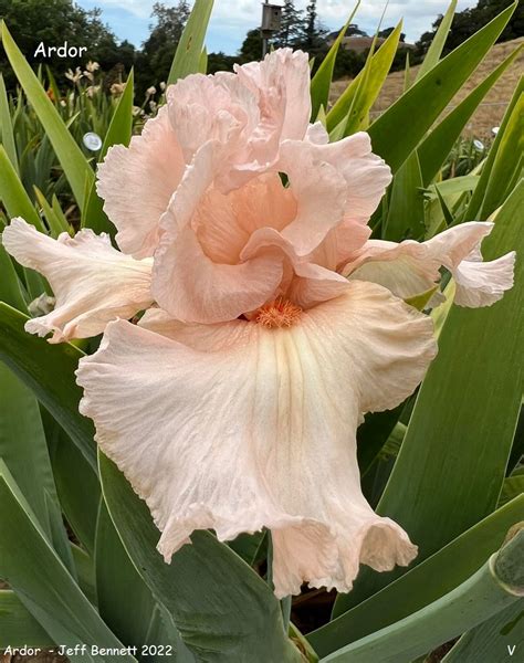 Ardor Historic Iris Preservation Society