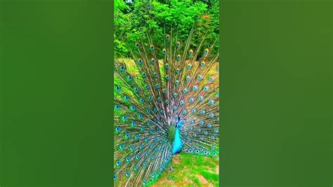 Viral Peacock Dance 🦚 Video Shorts Youtubeshorts Shortvideo