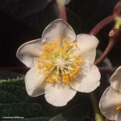 Kiwi jaune Actinidia deliciosa Kiwi Gold Variété femelle aux fruits