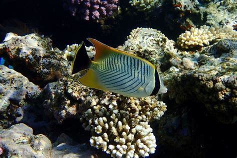 Snorkeling at Dahab's Blue Hole | Snorkeling in the Red Sea