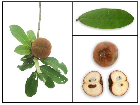 Mabolo – Tree's the Lungs of the World