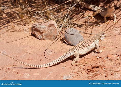 Common Desert Iguana Stock Photo Image Of Keeled Scales 22669398