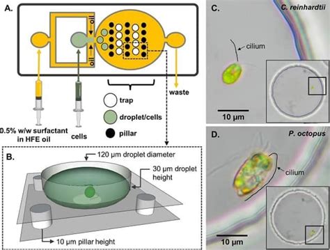 New tech gives unprecedented view of microscopic algae in action | The ...