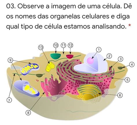 Exercicios Citoplasma E Suas Organelas Organelo Celula Biologia Images