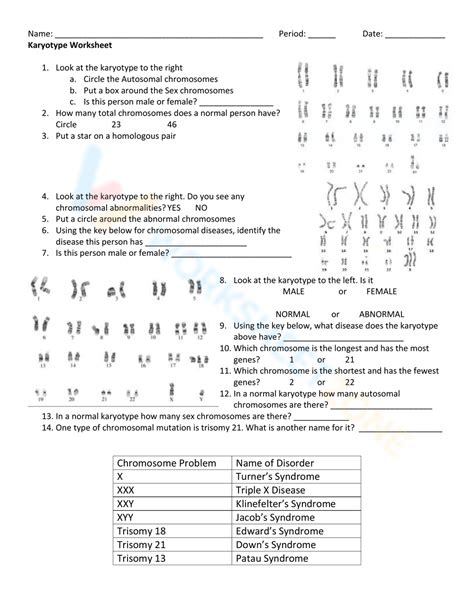 Karyotype Worksheet Worksheet